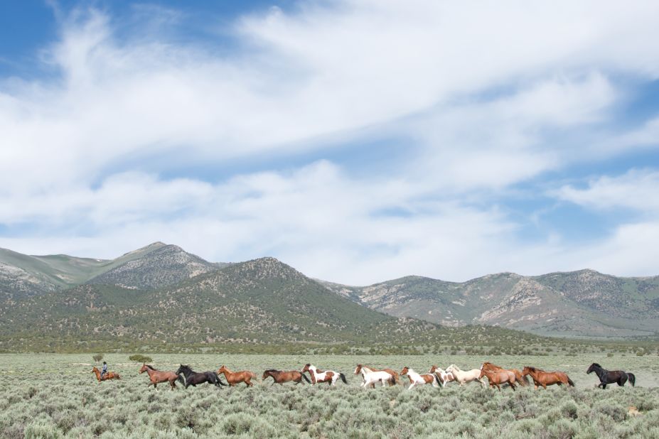 In the <a href="http://www.nps.gov/grba/planyourvisit/the-great-basin.htm" target="_blank" target="_blank">Great Basin</a> of the United States, it's estimated that 40,000 mustangs still roam free. 