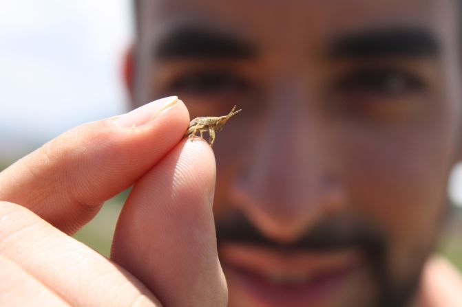 Mohammed Ashour (pictured) launched Aspire with four fellow MBA students at McGill University. The idea? To give people more access to edible insects. The concept's not as strange as you might think. Two billion worldwide already eat insects.