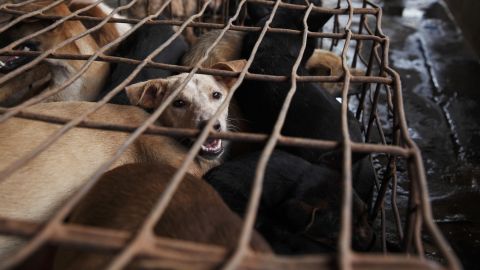Luke Duggleby's images, featured on the CNN Photo Blog, take viewers inside Southeast Asia's illegal dog-meat trade.