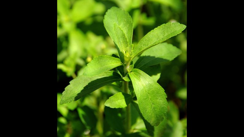 The leaves from stevia plants are used for medicinal purposes and as a sugar-free sweetener. It is reported to be much sweeter than white sugar, but isn't approved by the <a href="index.php?page=&url=http%3A%2F%2Fwww.fda.gov%2Faboutfda%2Ftransparency%2Fbasics%2Fucm214864.htm" target="_blank" target="_blank">FDA</a>. Nausea is a possible <a href="index.php?page=&url=http%3A%2F%2Fwww.mayoclinic.org%2Fhealthy-living%2Fnutrition-and-healthy-eating%2Fexpert-answers%2Fstevia%2Ffaq-20057856" target="_blank" target="_blank">side effect</a>. Calories per tablespoon: 0.