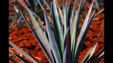 A more exotic sweetener, <a href="http://ndb.nal.usda.gov/ndb/foods/show/6345" target="_blank" target="_blank">agave nectar</a> is created from the agave plant that is native to southern and western United States and parts of South America. It contains fewer carbs than most other sweeteners and contains vitamin C. Calories per tablespoon: 63.