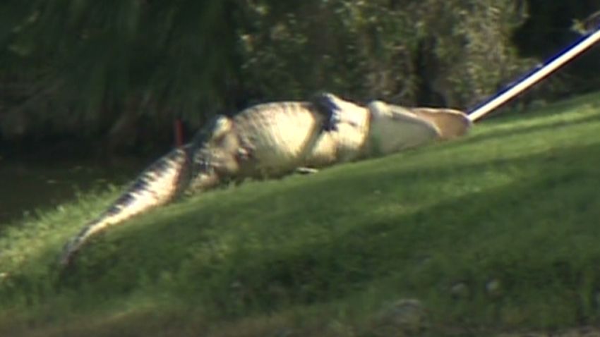 dnt 9 foot gator bites golf ball diver _00011817.jpg