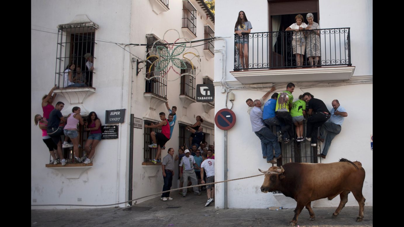 People climb onto window ledges to try to avoid a bull Monday, July 21, during the Toro de Cuerda festival in Grazalema, Spain. During the festival, a long rope restrains the bull as it runs through the village's streets.