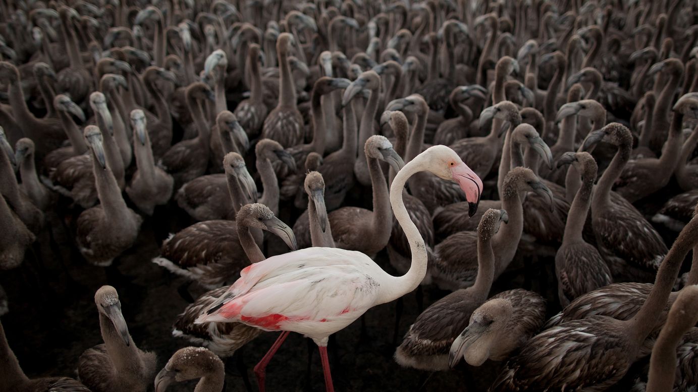 An adult flamingo stands with flamingo chicks in an enclosure before they are tagged Saturday, July 19, in Fuente de Piedra, Spain. The Fuente de Piedra Lagoon is one of the main breeding grounds for flamingos on the Iberian Peninsula, and hundreds of flamingo chicks are tagged to track the evolution of the species.