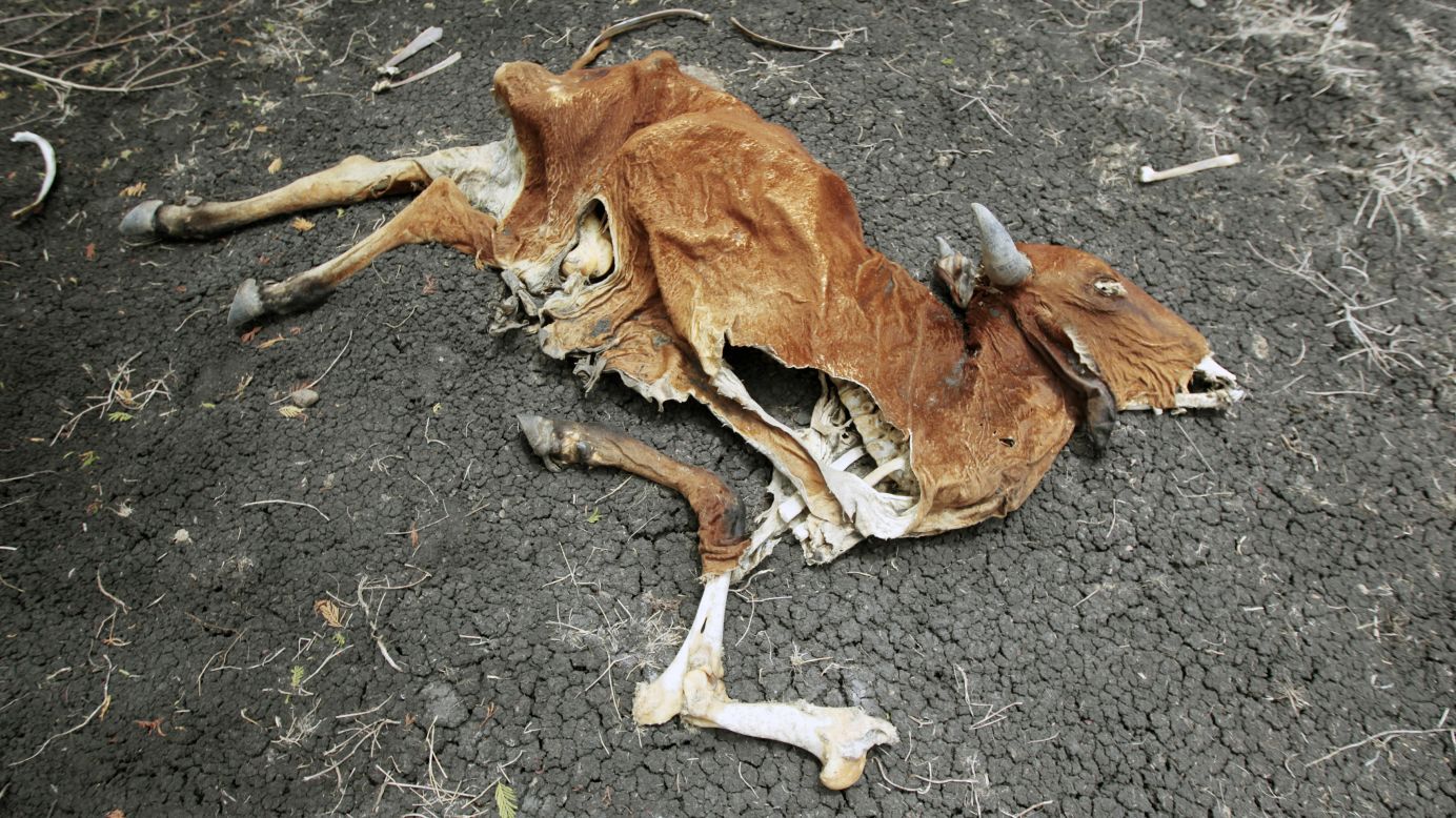 The carcass of a cow that died from lack of food lies on the ground in San Francisco Libre, one of the Nicaraguan municipalities affected by a shortage of rain, on Friday, July 18. The dry spell in the center of the country has killed more than 2,000 cows, according to the Federation of Livestock Associations of Nicaragua.