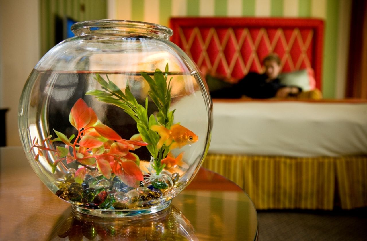 Minutes, possibly even seconds, of entertainment courtesy of a stand-in pet goldfish at Kimpton Hotels & Restaurants.