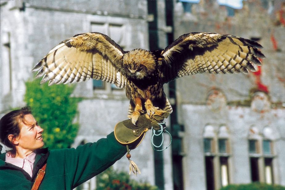 Not Harry Potter's Hedwig the romantic, but Dingle, Ashford Castle's resident owl, who can fly to your beloved with an engagement ring around his neck.