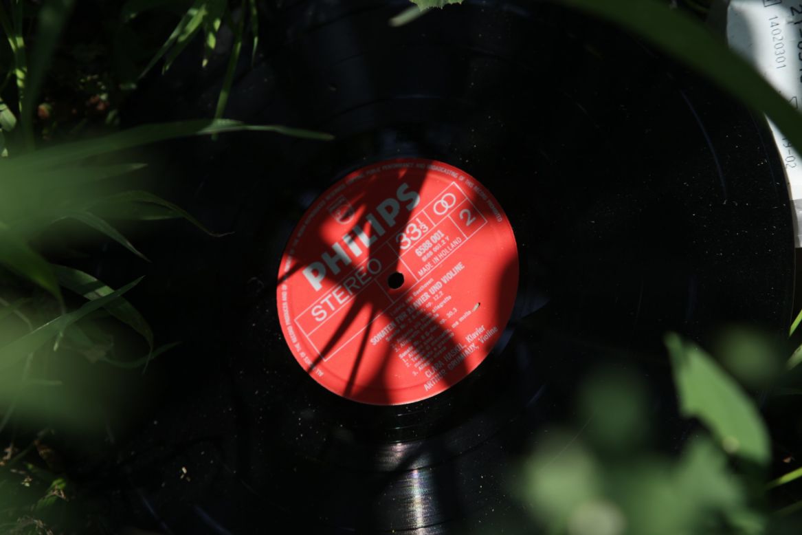 A classical music record is seen among the sunflowers on July 24. 