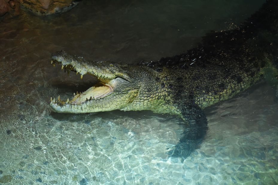 Earlier this month, the Dubai Aquarium & Underwater Zoo, situated in the Dubai Mall, announced it had acquired one of the largest known reptiles on the planet, a 1,600-pound crocodile they've dubbed King Croc (they also flew in his companion, Queen Croc). 