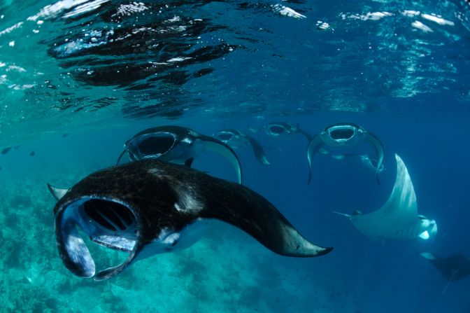 Four Seasons Resort Landaa Giraavaru at Baa Atoll provides manta-finders for hopeful divers.