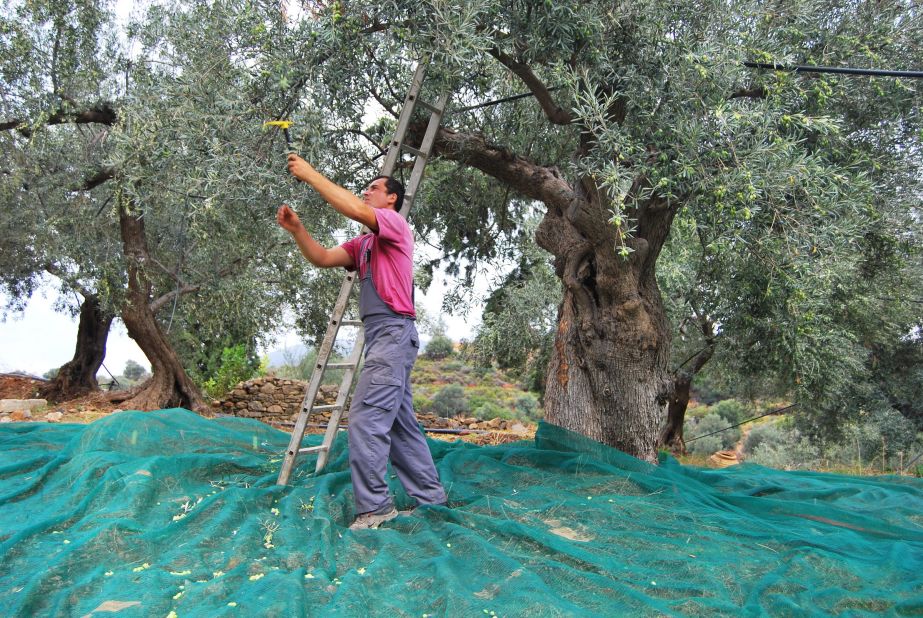 Guests at the Kisterna Hotel on Elafonisos can harvest the estate's olives and grapes (with their feet), try their hand at soap making, basket weaving or fishing.