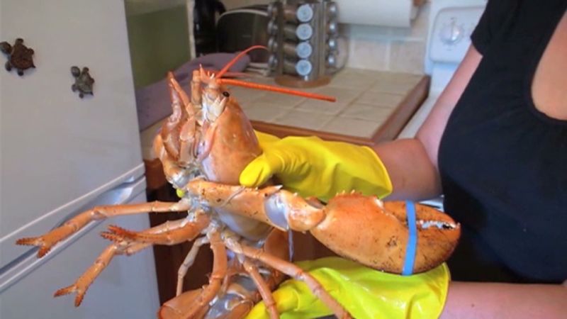 Lobster saved by social media | CNN