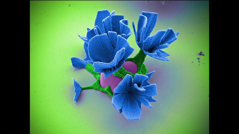 This "flower" is the product of a chemical reaction and is the diameter of a single human hair.