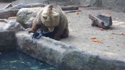 bear saves crow from drowning Budapest Zoo_00004325.jpg