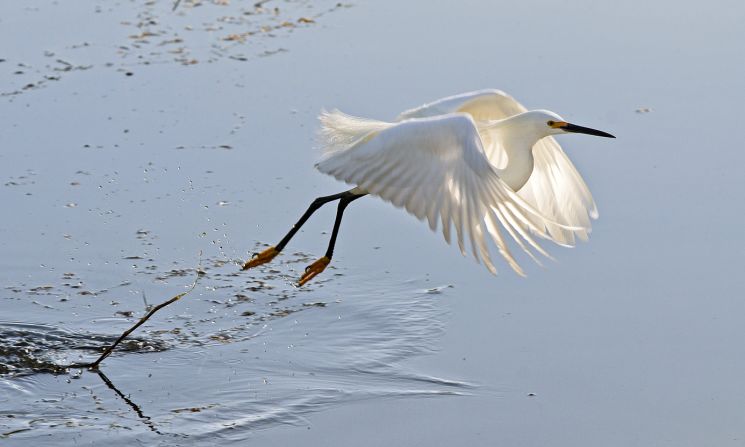 <a href="http://ireport.cnn.com/docs/DOC-1155194">Bradley S. Wilson</a> was walking with his camera in St. Louis, Missouri's Forest Park one spring morning when he spotted this snowy egret, one of North America's most familiar herons. "The major difficulty here was timing. If I missed the moment, I would end up with tail feathers and a splash."