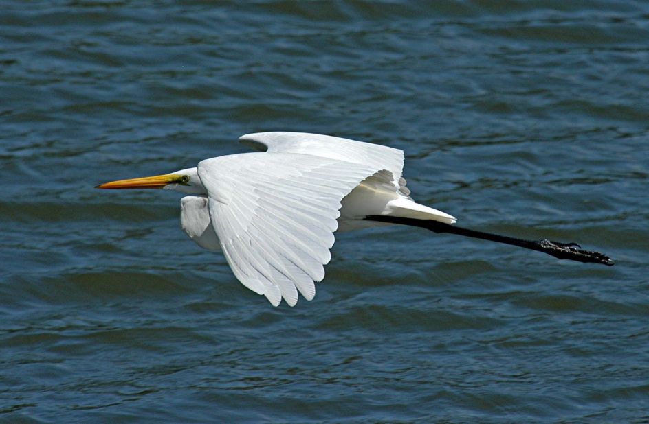 The grace of this great egret caught <a href="http://ireport.cnn.com/docs/DOC-1155903">Donald Barrick</a>'s eye while he was visiting the Merritt Island National Wildlife Refuge in Titusville, Florida. Birds, he said, "are dainty, yet sometimes aggressive; graceful, but frequently clumsy -- much like us!" 