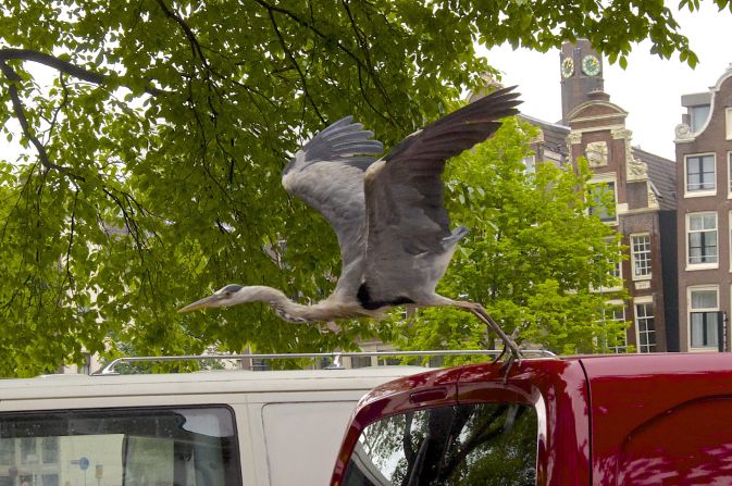 A grey heron hitches a ride in Amsterdam, Netherlands. The large birds are ever-present in the city, having become so accustomed to humans "that they will walk right up to you on the street and steal whatever food you might be carrying in your hands," said <a href="http://ireport.cnn.com/docs/DOC-1156841">Lulis Leal</a>.  