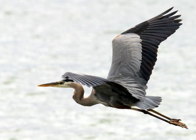 The best bird photos "require good preparation and a lot of luck," said <a href="http://ireport.cnn.com/docs/DOC-1156317">Scott Bauman</a>.  Here, a great blue heron soars over Gun Lake in Shelbyville, Michigan. 