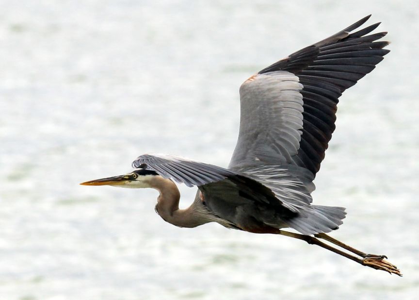 The best bird photos "require good preparation and a lot of luck," said <a href="http://ireport.cnn.com/docs/DOC-1156317">Scott Bauman</a>.  Here, a great blue heron soars over Gun Lake in Shelbyville, Michigan. 