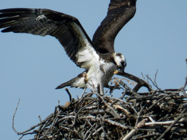 A spring trip to the Chesapeake Bay to watch the osprey migration "is something to see," said <a href="http://ireport.cnn.com/docs/DOC-1154640">Janie Lambert</a>, who shot this photo in Maryland's North Beach. "It is very sweet to watch. Daddy even straightens up the nest while Mom feeds the little ones."