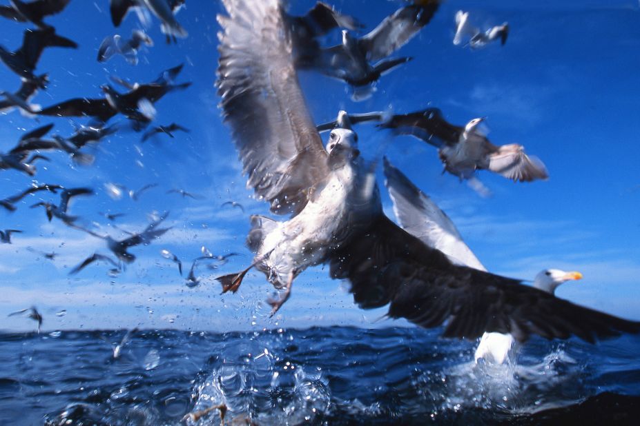 Photographer <a href="http://ireport.cnn.com/docs/DOC-1155849">Ken Howard</a> was in the South African fishing town of Gansbaai to photograph sharks when he captured this image of kelp gulls, common coastal residents in the Southern Hemisphere.