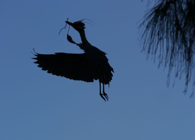 A yellow-crowned night-heron flies back to the nest with a stick to present to his mate. Longtime bird watcher <a href="http://ireport.cnn.com/docs/DOC-1155074">Kristi DeCourcy</a> watched the nest-building scene for several minutes from a restaurant parking lot in Matlacha, Florida. 