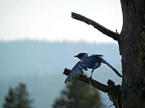Even in the extreme heat around the geysers of Yosemite National Park in July, "there is plenty of thriving wildlife," said <a href="http://ireport.cnn.com/docs/DOC-1156320">Michele J. Eberhardt</a>, who got this shot of a mountain bluebird just as it was about to take flight.