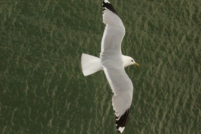 "Bird watching is always an unpredictable treat, especially when you have your camera handy," said <a href="http://ireport.cnn.com/docs/DOC-1153994">Neslyn Talavera</a>, who photographed this mew gull from her balcony aboard a cruise ship leaving port in Stockholm, Sweden. "One can appreciate the seagull from above, which is a rather rare sight." 