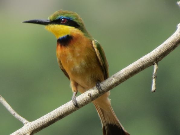 <a href="http://ireport.cnn.com/docs/DOC-1156429">Phil Burton</a>, 65, has been birdwatching since he was a child and always had a trip to Africa in mind. He got this shot of a little bee-eater on the west side of the Serengeti National Park in Tanzania, but "the rest of the safari group finally limited my screamed stops for birds."