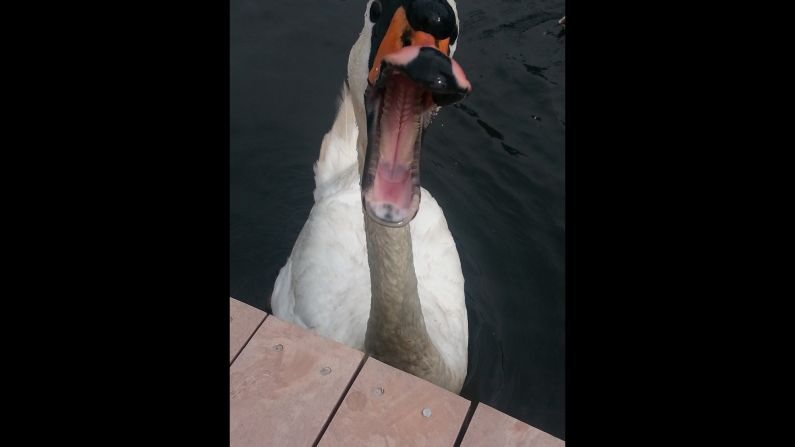 <a href="http://ireport.cnn.com/docs/DOC-1155713">Renee Governale</a> had been feeding this mute swan peanut-butter crackers when she decided to try to get a close-up photo. The bird bit down on her phone as if it was another cracker, but not before she got this shot. 