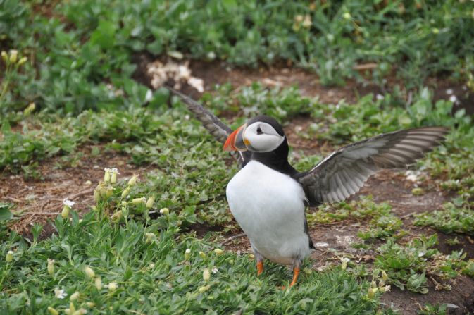 An <a href="http://ireport.cnn.com/docs/DOC-1156267">Atlantic puffin</a> stretches its wings after coming out of its burrow on the Inner Farne island off England's Northumberland coast during breeding season. The small birds spend most of their lives at sea.