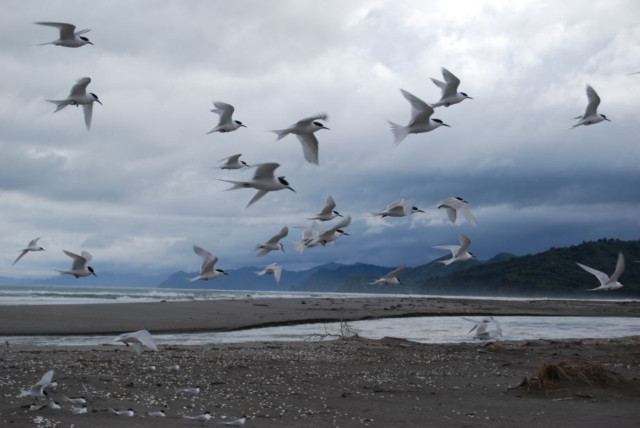 A <a href="http://ireport.cnn.com/docs/DOC-1155195">flock of white-fronted terns</a> come in for a landing on a stormy afternoon in Opotiki, New Zealand. 