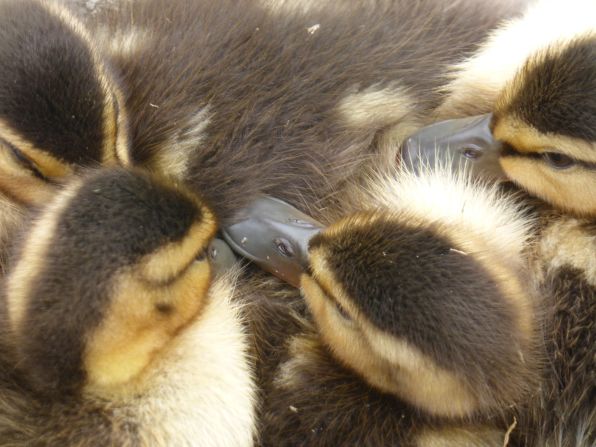 <a href="http://ireport.cnn.com/docs/DOC-1156353">Mallard ducklings</a> snuggle up near the entrance to Stanley Park in Vancouver, British Columbia. 
