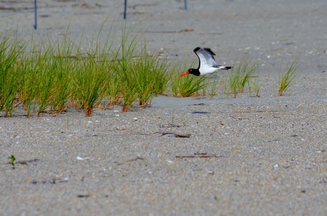 Cape May, New Jersey, has long been a mecca for birds and their admirers. <a href="http://ireport.cnn.com/docs/DOC-1156722">David Colbeth</a> shot this photo of an American oystercatcher while on a stroll through the Cape May National Wildlife Refuge.