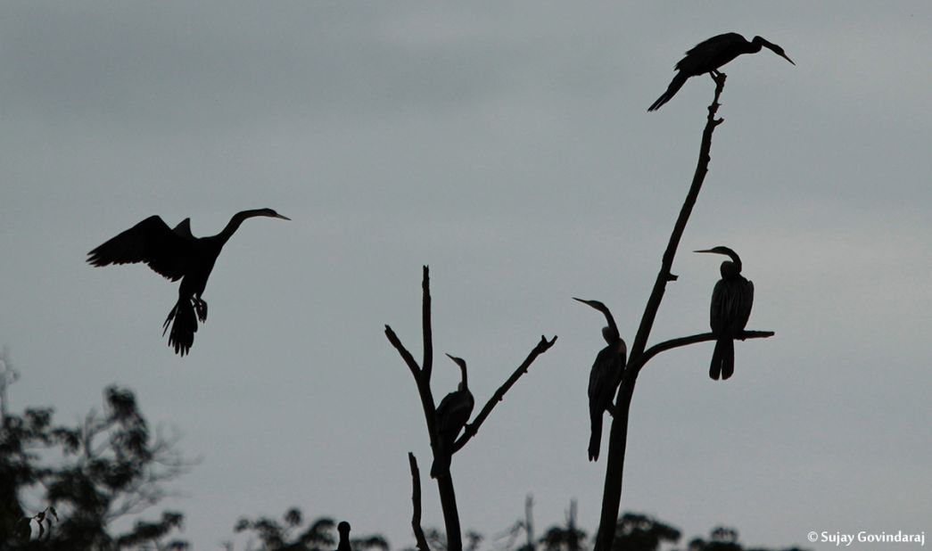 <a href="http://ireport.cnn.com/docs/DOC-1154886">Oriental darters</a>, sometimes called snakebirds, gather in the evening light at India's Mandagadde Bird Sanctuary. Sujay Govindaraj took this photo during 2014's monsoon season.