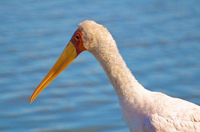The yellow-billed stork is most distinguishable by its long neck, black tail and of course its yellow beak, which becomes a more vivid color during the breeding season. <a href="http://ireport.cnn.com/docs/DOC-1153913">Lulis Leal</a> photographed this one at South Africa's Kruger National Park.