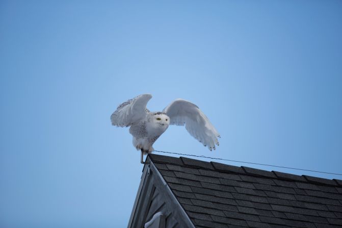 <a href="http://ireport.cnn.com/docs/DOC-1155179">Marc Grover</a> was out looking for snowy owls at Biddeford Pool, Maine, when he spotted this one perched on a roof. 