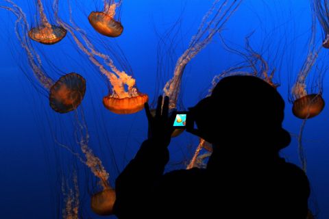 TripAdvisor's top aquarium in the world, the Monterey Bay Aquarium features an array of exotic underwater creatures in its "Jellies Experience" attraction.