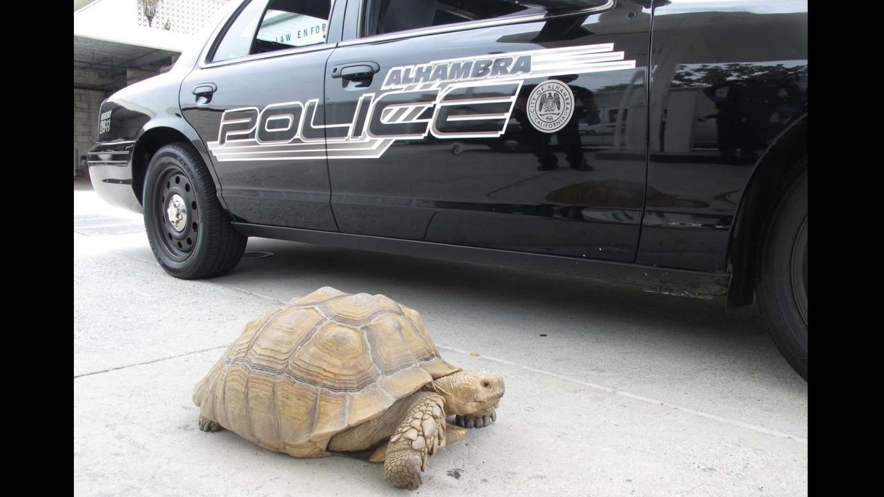 Clark, a 150-pound tortoise, was spotted wandering the streets of Alhambra, California. Police say it took two officers to corral the tortoise.