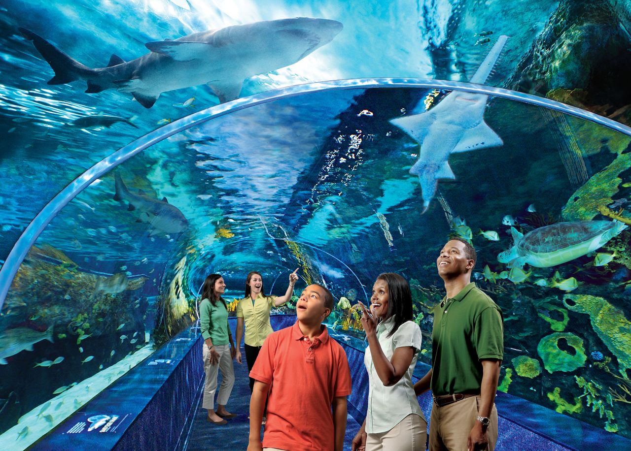 Number five on the TripAdvisor list of world aquariums, Ripley's Aquarium of the Smokies in Gatlinburg, Tennessee, features a 340-foot-long moving walkway beneath a lagoon containing turtles, stingrays and sharks.