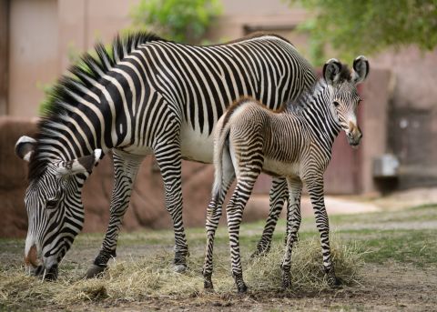 Zebras, giraffes and tigers are featured at the St. Louis Zoo -- #4 on the TripAdvisor list of top world zoos -- which says it receives 3 million visitors annually.