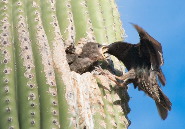 It's feeding time for a <a href="http://ireport.cnn.com/docs/DOC-1155717">European starling</a> and its chick in a Saguaro cactus burrow in Tucson, Arizona.