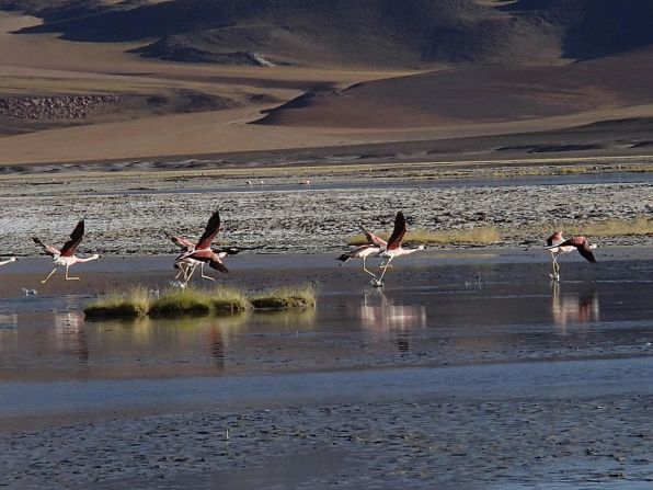The sight of rare Andean flamingos convinced <a href="http://ireport.cnn.com/docs/DOC-1155762">Fred Knight</a> to get off his bicycle on the Sico Pass near the Argentina-Chile border.