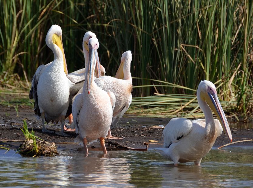 <a href="http://ireport.cnn.com/docs/DOC-1156370">Julee Khou</a> said the great white pelicans she saw on Ethiopia's Lake Chamo "were just so animated -- swimming about, dunking their bills into the water to feed, and when on shore, preening themselves. They never stopped moving."