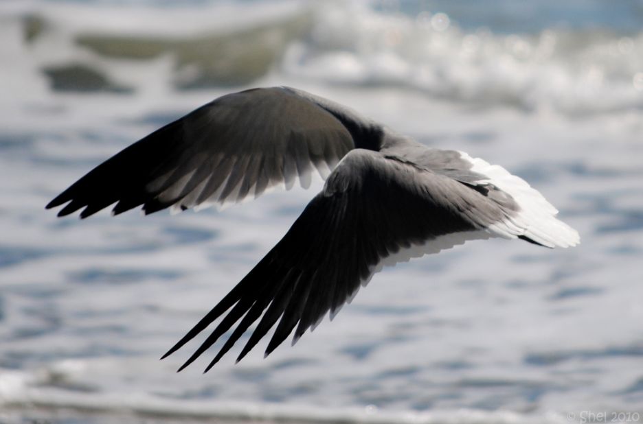 On an October trip to Myrtle Beach, South Carolina, <a href="http://ireport.cnn.com/docs/DOC-1154759">Michele Hancock</a> challenged herself to get a shot of the laughing gull in flight over the water. "It focuses on the the act of flying itself. The curvature, the feathers, its all about the wings and the function that they serve."