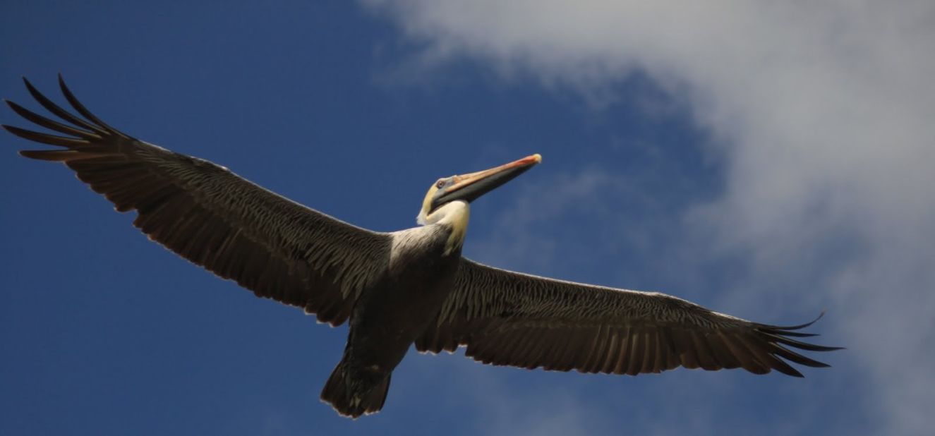 A <a href="http://ireport.cnn.com/docs/DOC-1155015">brown pelican</a> spreads his wings between Galveston, Texas, and the Bolivar Peninsula.
