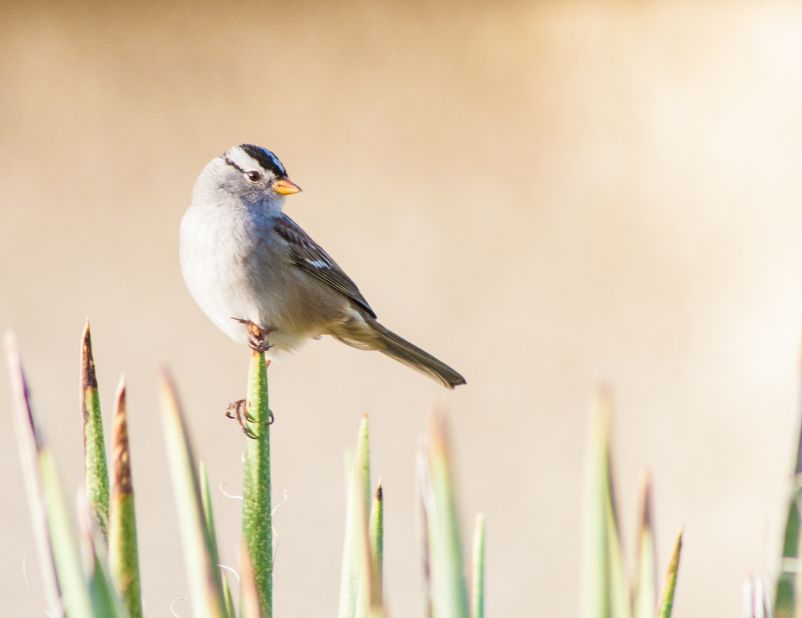 The white-crowned sparrow is a common sight in the American West. <a href="http://ireport.cnn.com/docs/DOC-1155720">Charlie Alolkoy</a> spotted this one on an early morning walk in his northwest Tucson, Arizona, neighborhood. Click on the double arrows to see more bird photos.