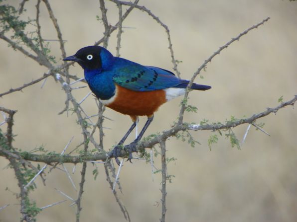 While many travelers visit to Africa to see "the big five" -- elephants, rhino, water buffalo, leopards, and lions -- the birds are very colorful and interesting also, said <a href="http://ireport.cnn.com/docs/DOC-1157793">Elaine Enzinger</a>. She spotted this superb starling outside Serengeti National Park in Tanzania.
