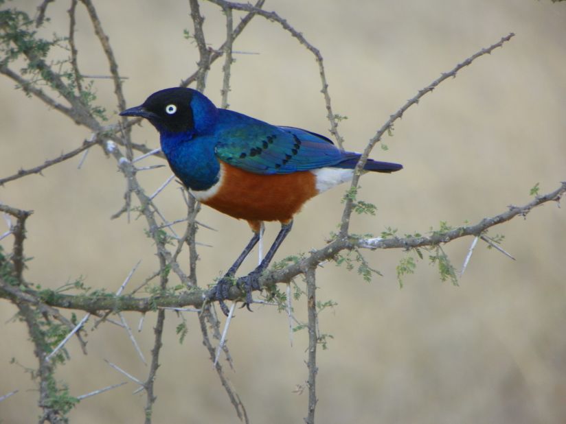 While many travelers visit to Africa to see "the big five" -- elephants, rhino, water buffalo, leopards, and lions -- the birds are very colorful and interesting also, said <a href="http://ireport.cnn.com/docs/DOC-1157793">Elaine Enzinger</a>. She spotted this superb starling outside Serengeti National Park in Tanzania.