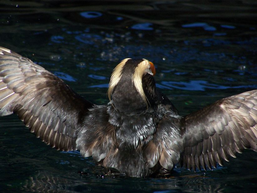 While volunteering at the Alaska SeaLife Center, <a href="http://ireport.cnn.com/docs/DOC-1155857">Kira Freed</a> kept an eye on the birds to make sure none of them escaped from the exhibit. "The opportunity to just be present with the seabirds was a tremendous honor," she said. Getting photos like this one of a tufted puffin spreading its wings was an added bonus. 